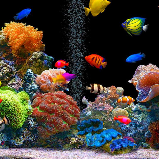Wonderbubble - Aquarium Diffusor